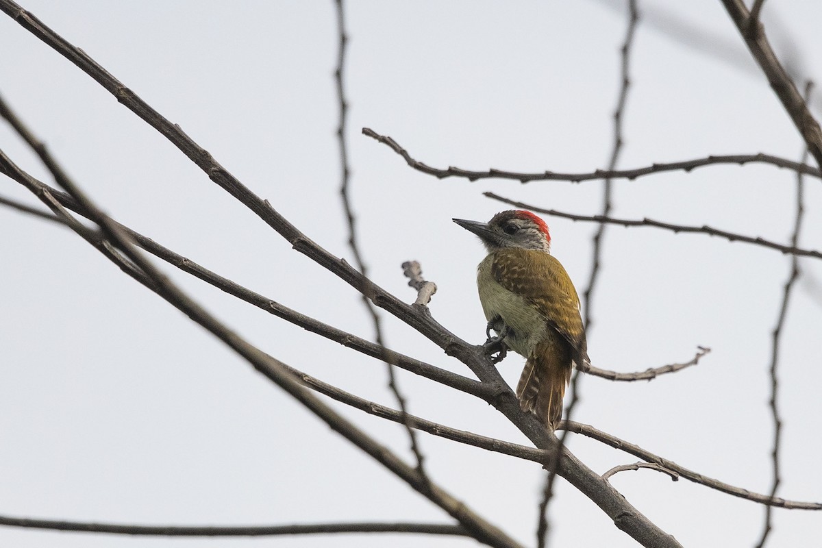 Speckle-breasted Woodpecker - ML360067481