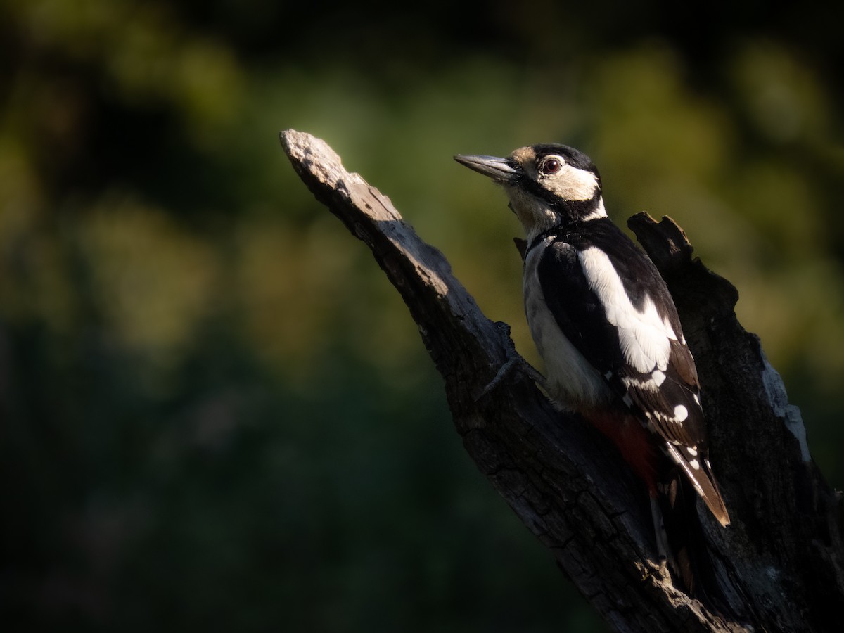 Great Spotted Woodpecker - ML360069001