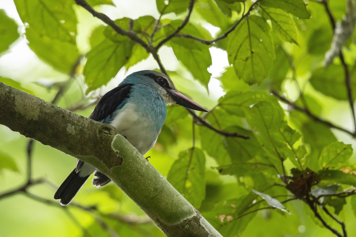Blue-breasted Kingfisher - ML360070381