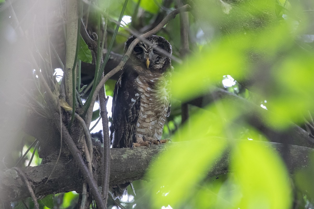African Wood-Owl - ML360071051