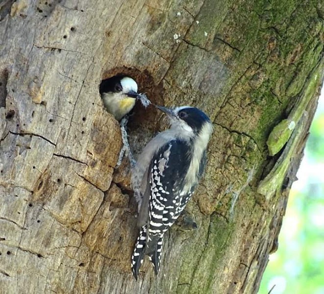 White-fronted Woodpecker - ML360072071