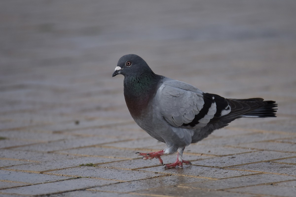 Rock Pigeon (Feral Pigeon) - ML360076341