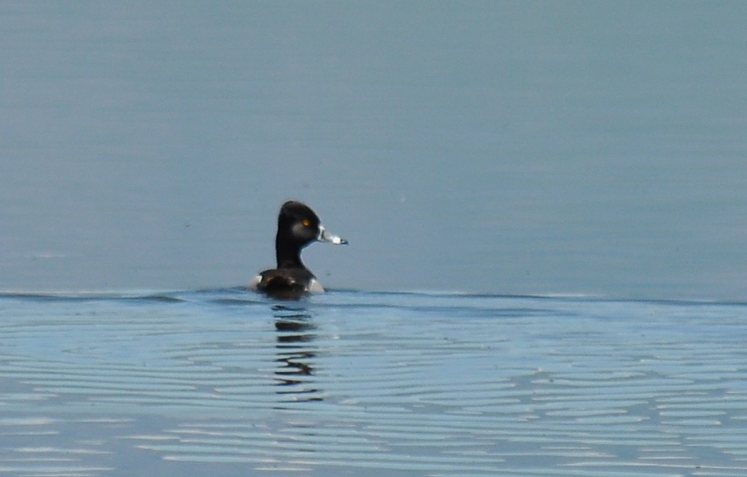 Ring-necked Duck - Ryan O'Donnell