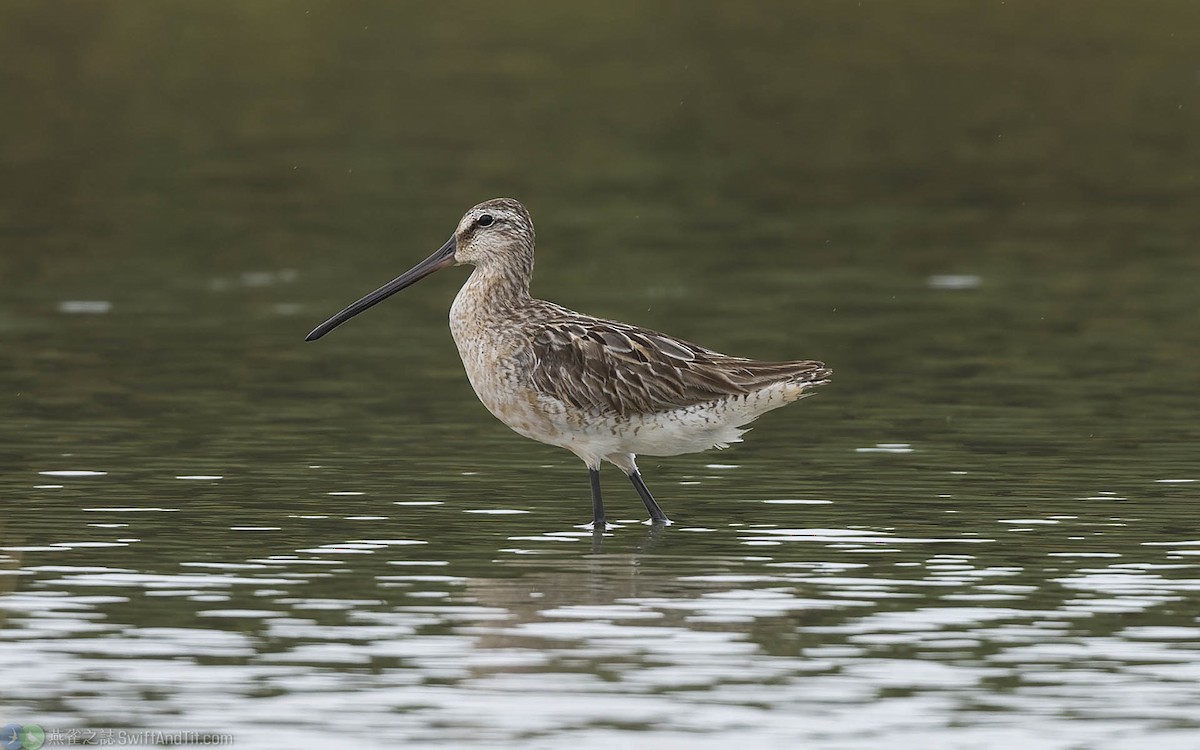 Asian Dowitcher - ML360083491