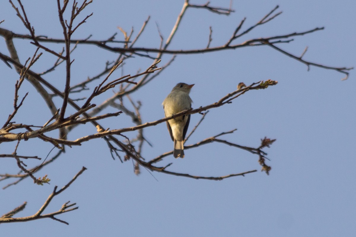 Southern Tropical Pewee - ML360084221