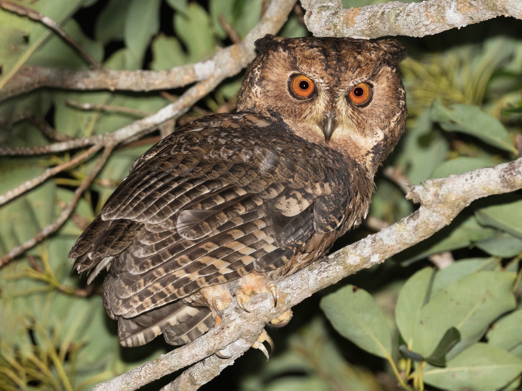 Japanese Scops-Owl - yann muzika