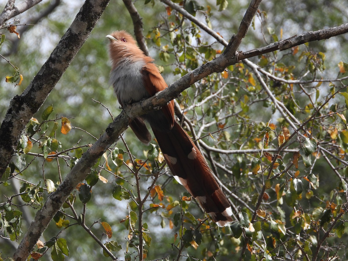 Squirrel Cuckoo - Rafael Salcedo