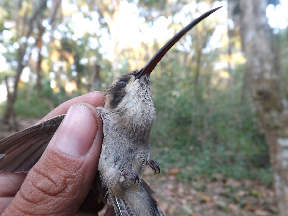Sooty-capped Hermit - ML360097281