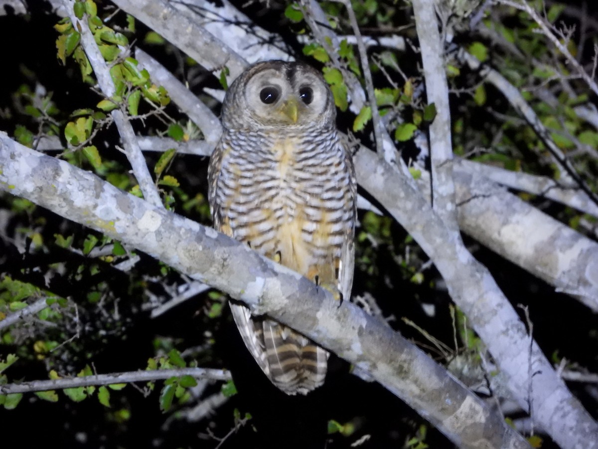 Chaco Owl - ML360101781