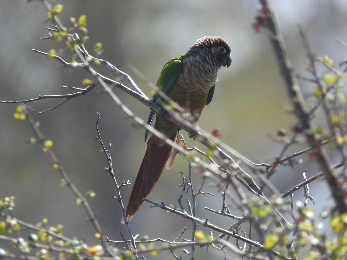 Green-cheeked Parakeet - ML360101941