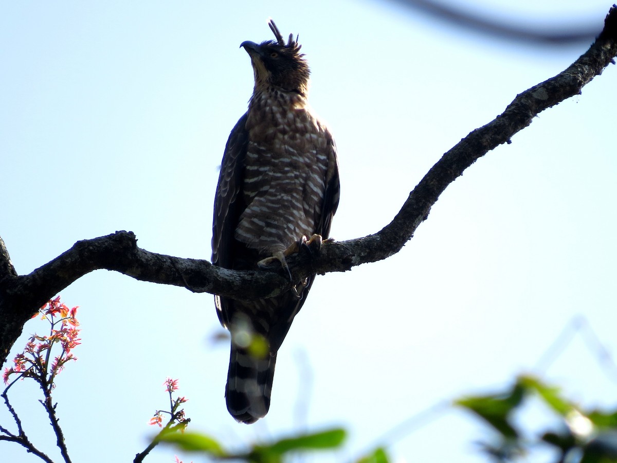 Legge's Hawk-Eagle - Divin Murukesh