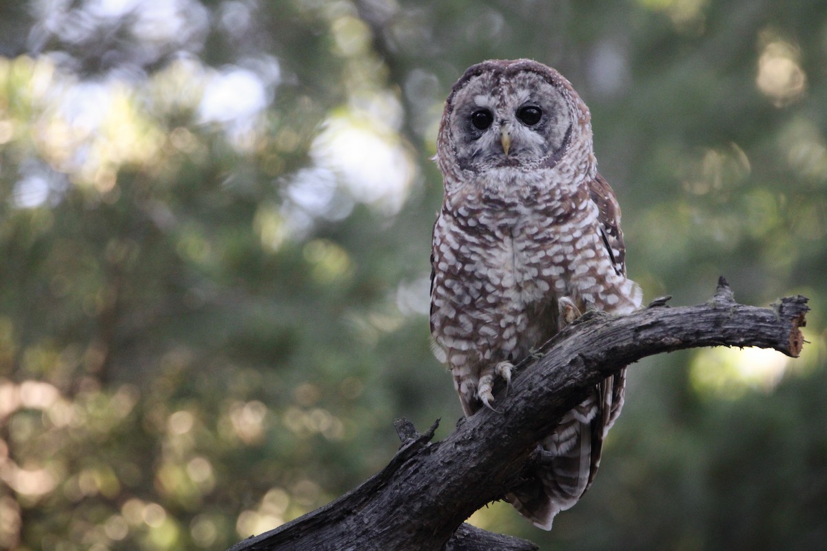 Spotted Owl - ML360107011
