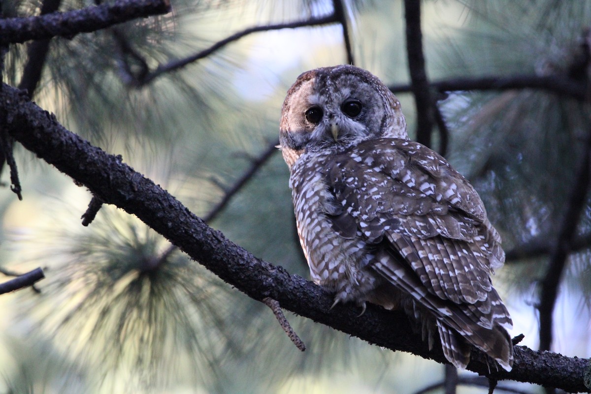 Spotted Owl - ML360107431