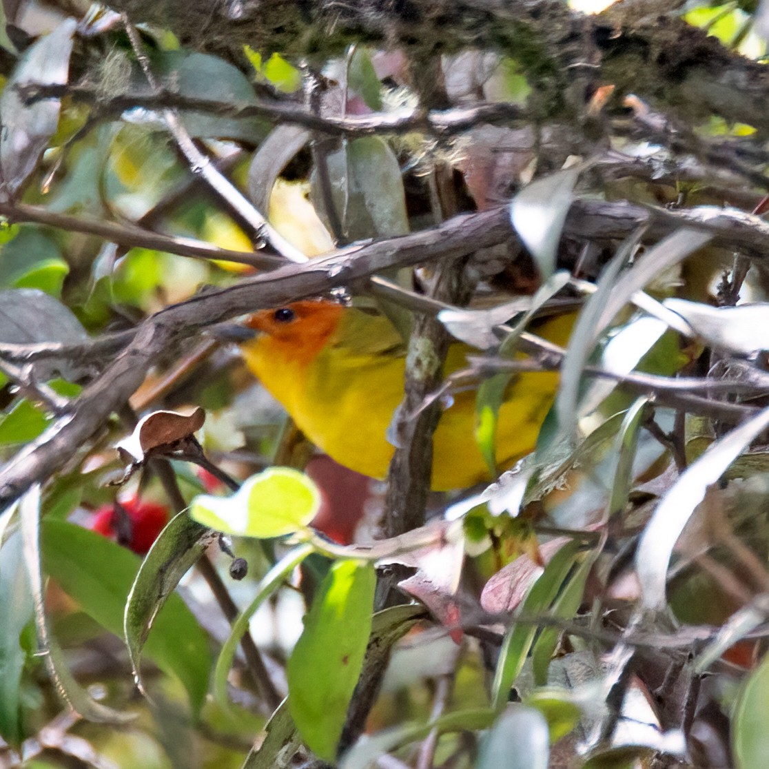 Rust-and-yellow Tanager - Sue&Gary Milks