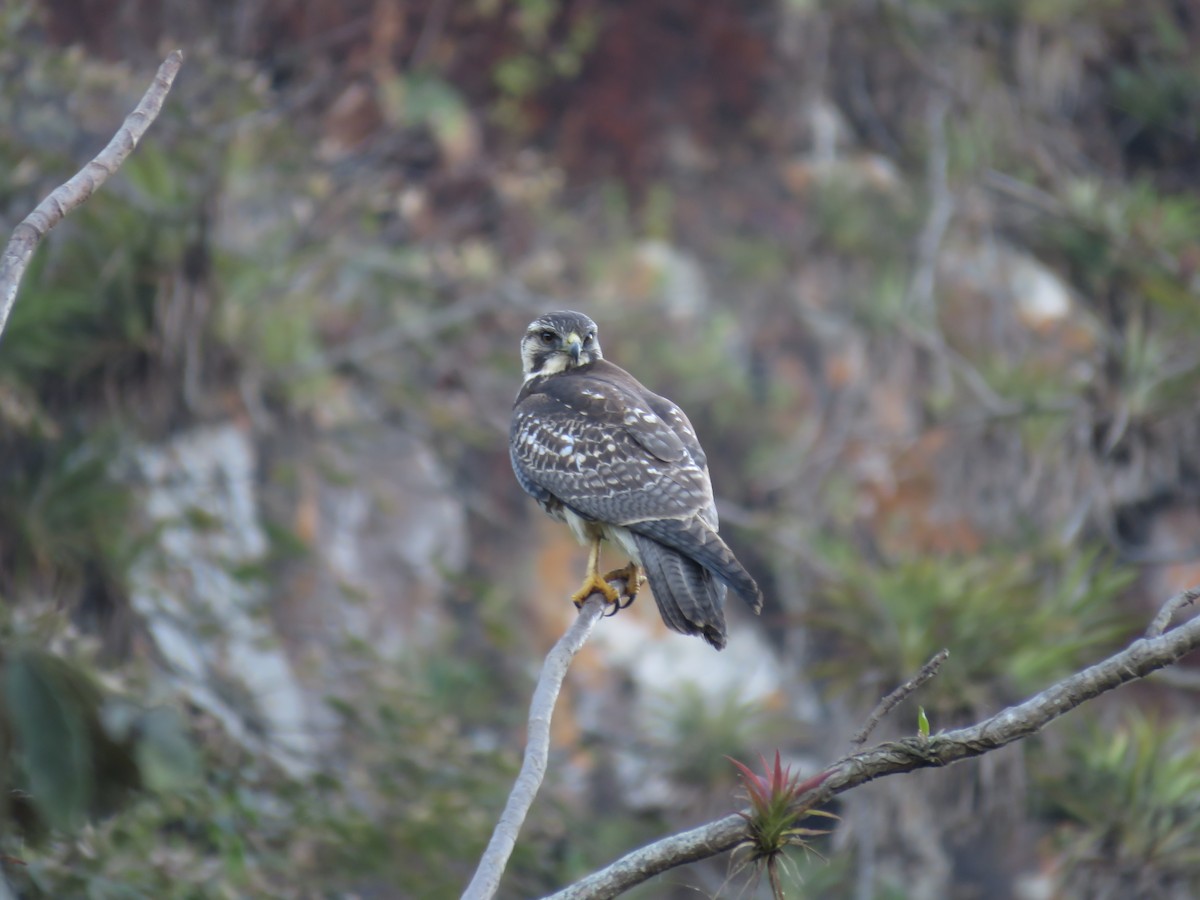 Variable Hawk (Red-backed) - ML360109151