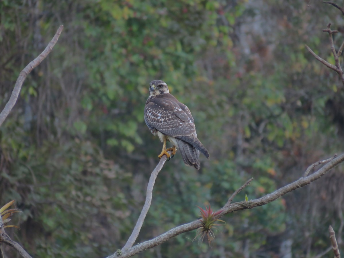 Variable Hawk (Red-backed) - ML360109161