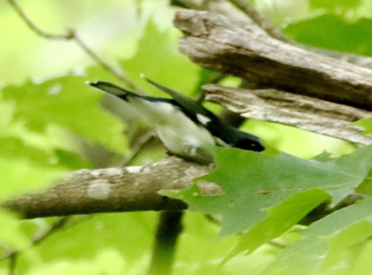 Black-throated Blue Warbler - ML360111691