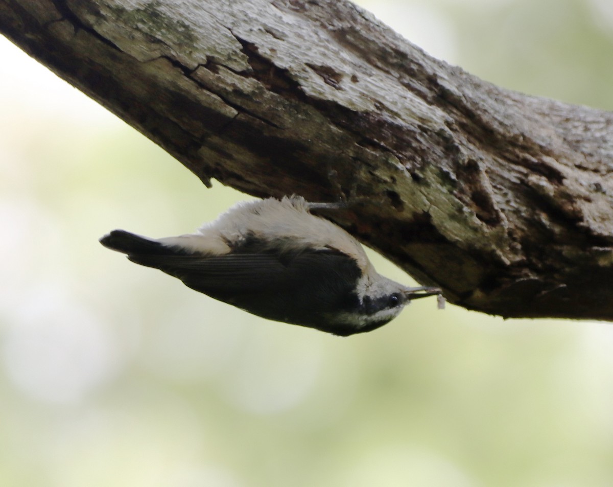 Red-breasted Nuthatch - ML360111971