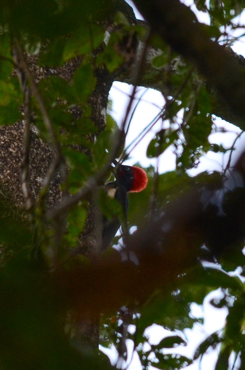 White-bellied Woodpecker - ML36011591