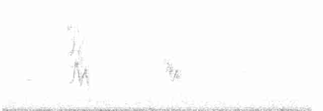 House Sparrow - ML360116181