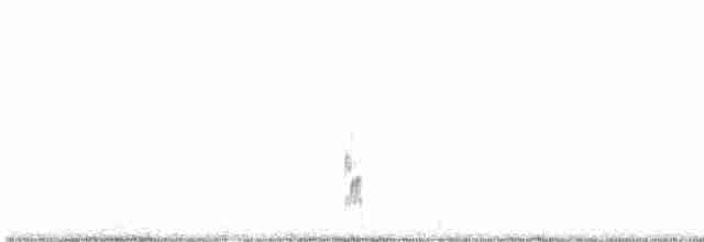 Snowy Plover - ML360116421
