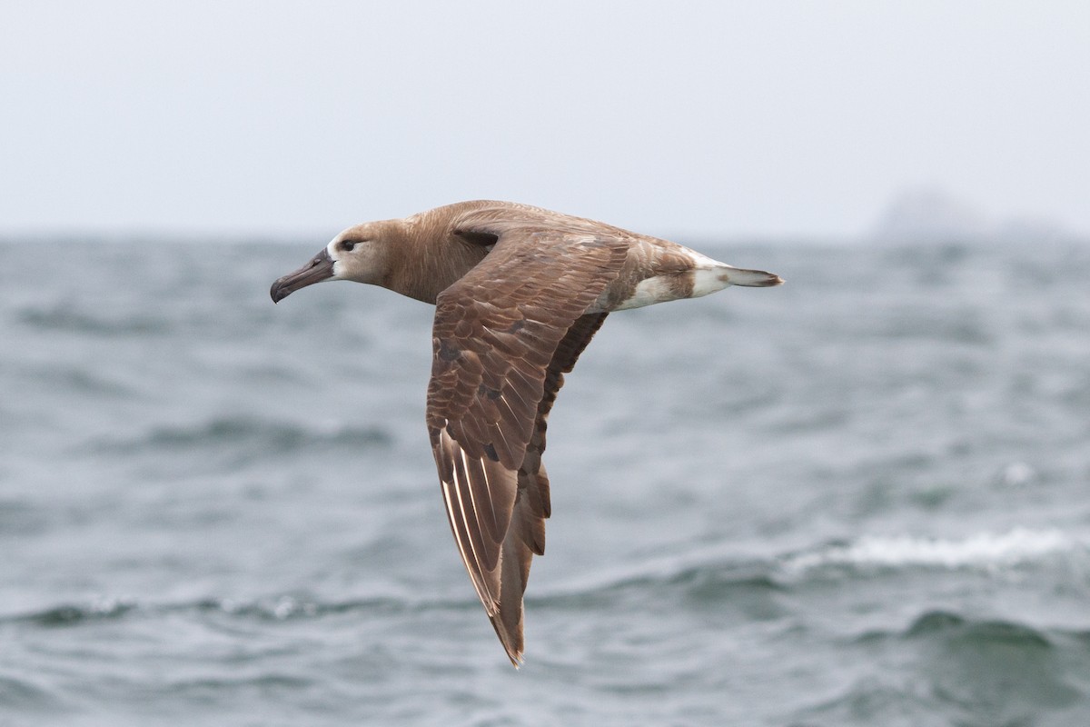 Albatros à pieds noirs - ML360119541