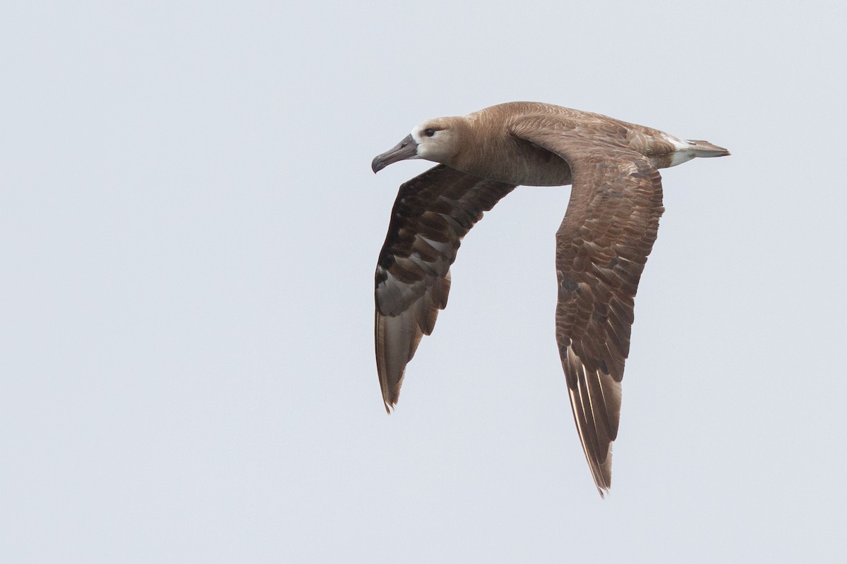 albatros černonohý - ML360119591