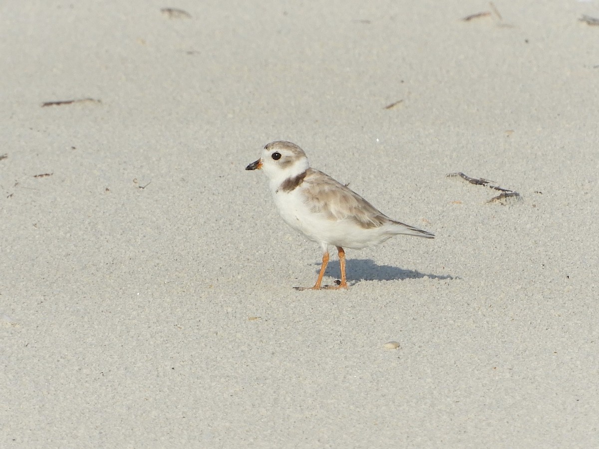 Piping Plover - ML360121001