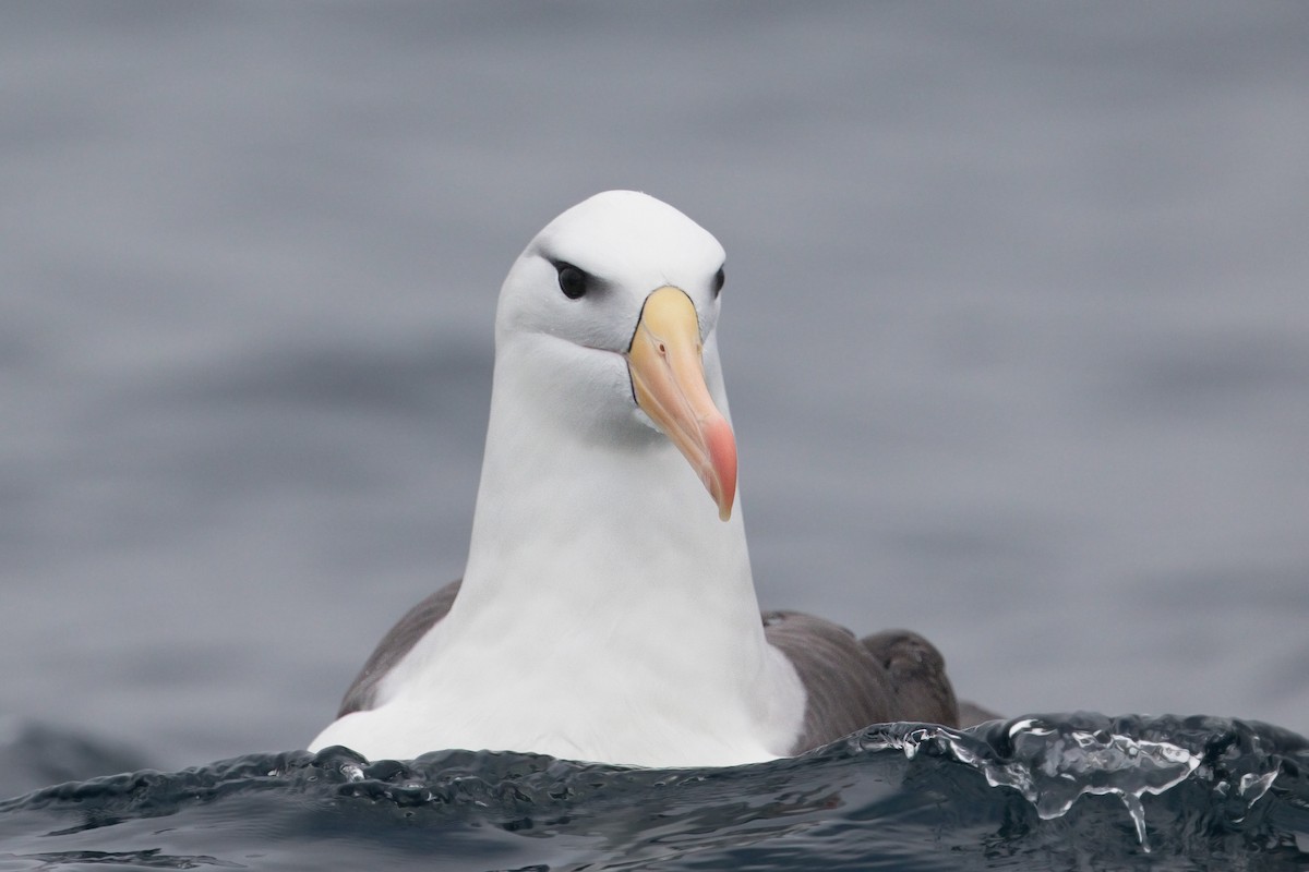 albatros černobrvý - ML360122541