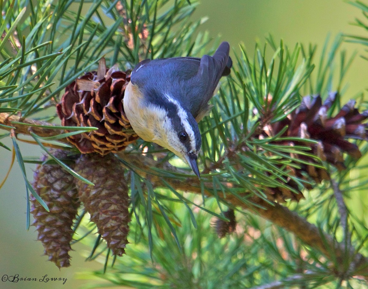 Red-breasted Nuthatch - Brian Lowry