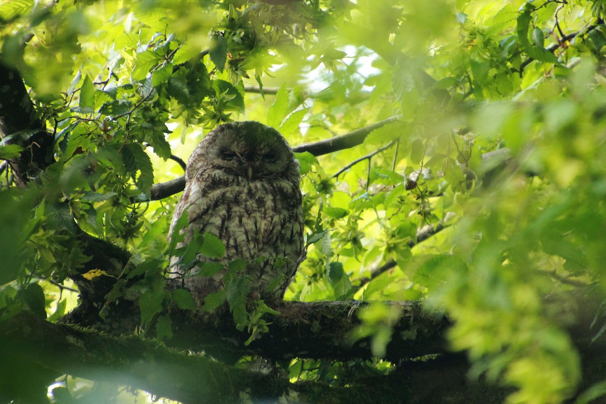 Tawny Owl - ML360129061