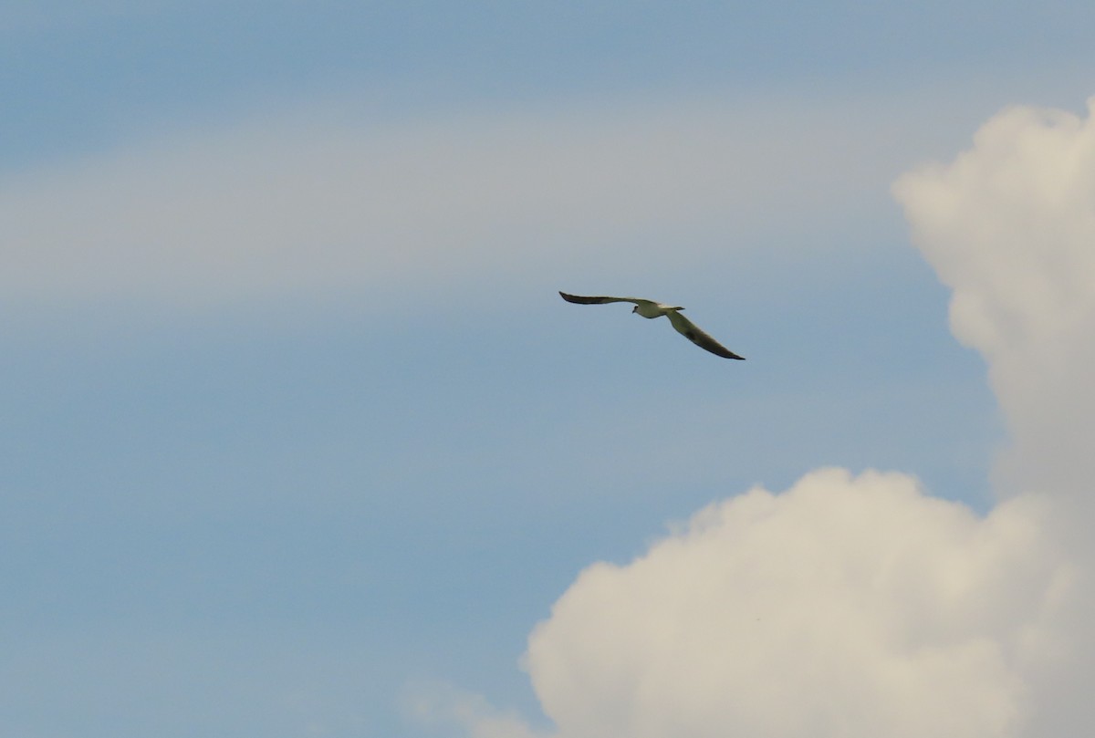 White-tailed Kite - ML360137121
