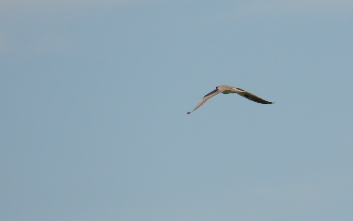White-tailed Kite - ML360137171