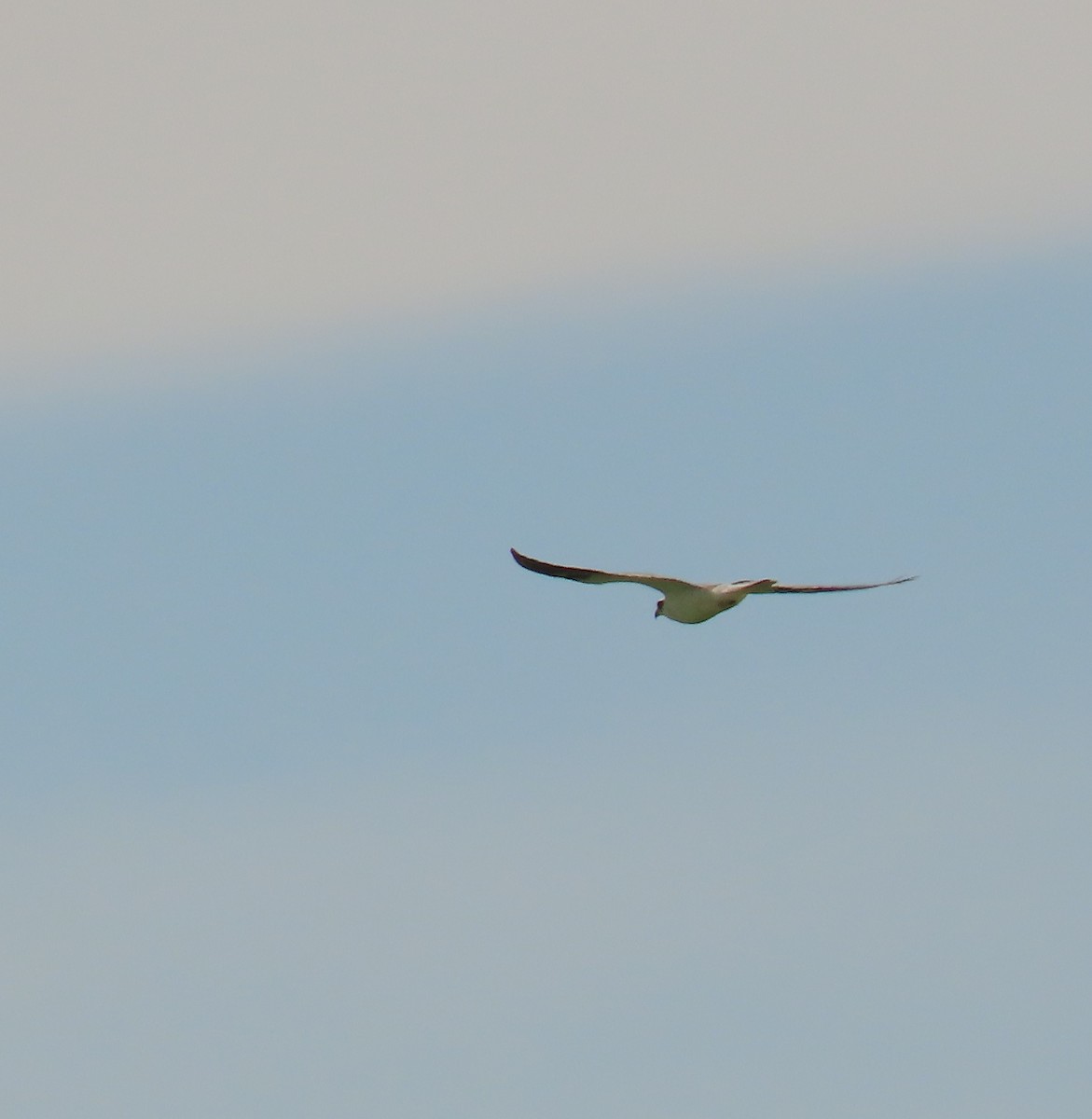 White-tailed Kite - ML360137201