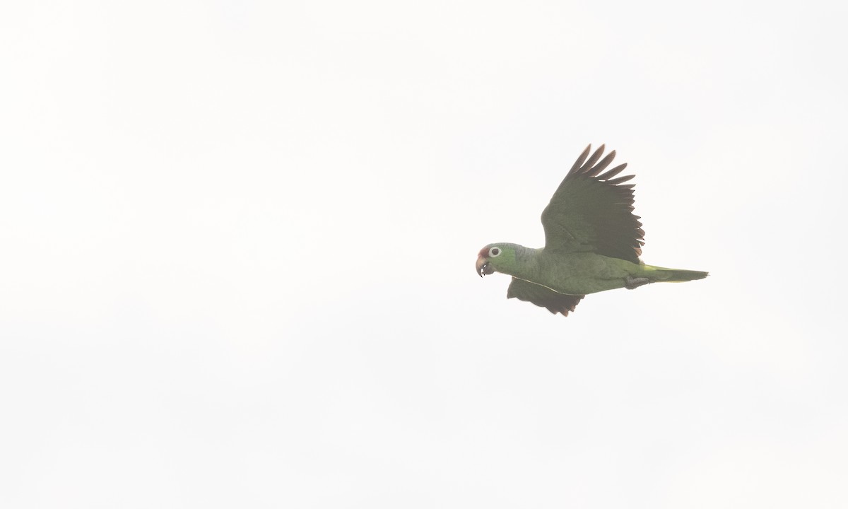 Red-lored Parrot (Red-lored) - ML360148791