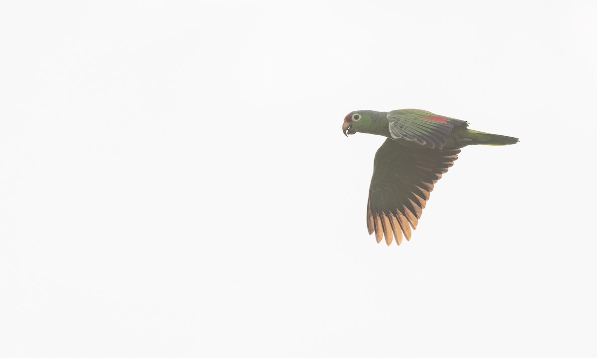 Red-lored Parrot (Red-lored) - ML360148831