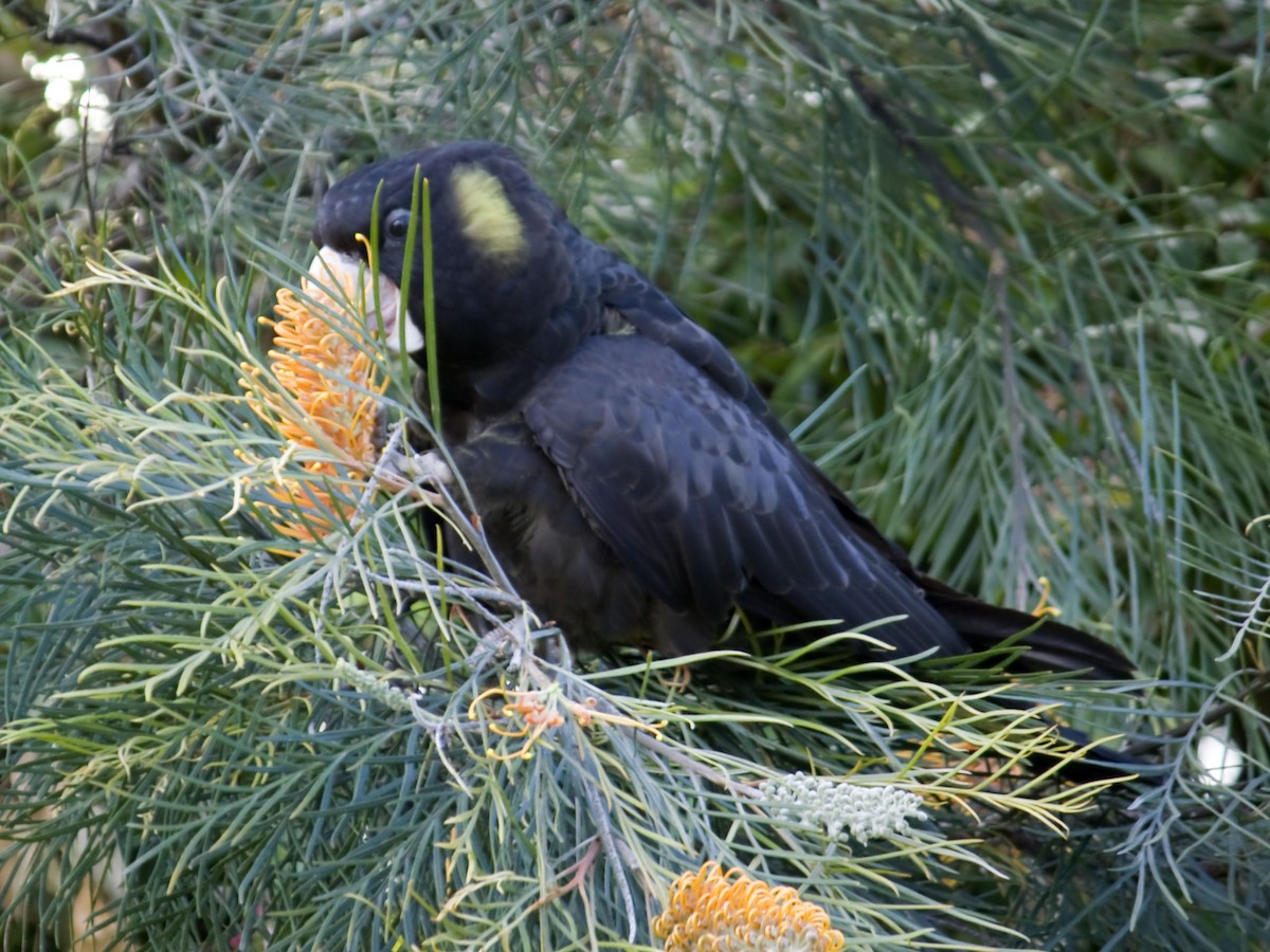 Yellow-tailed Black-Cockatoo - ML36014991