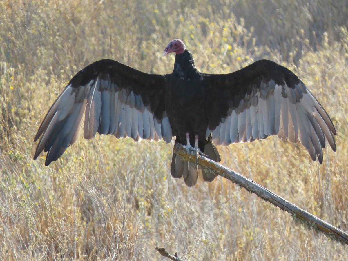 Turkey Vulture - Jeff Miller