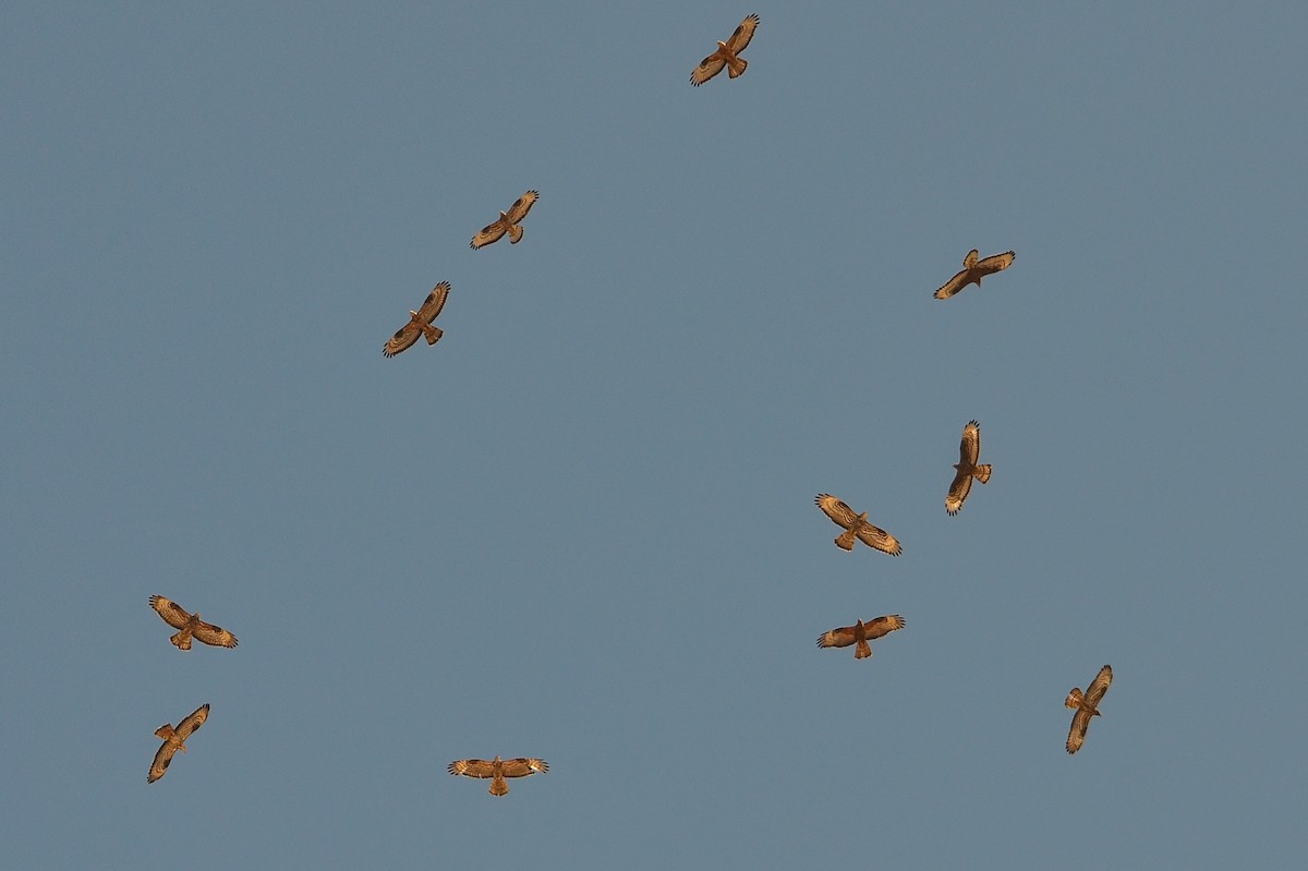 European Honey-buzzard - ML360151171