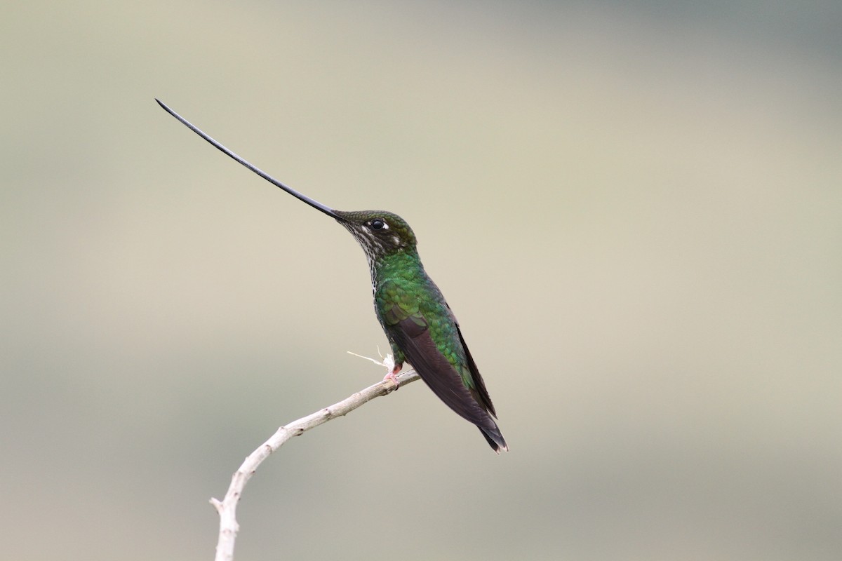 Sword-billed Hummingbird - ML360152591