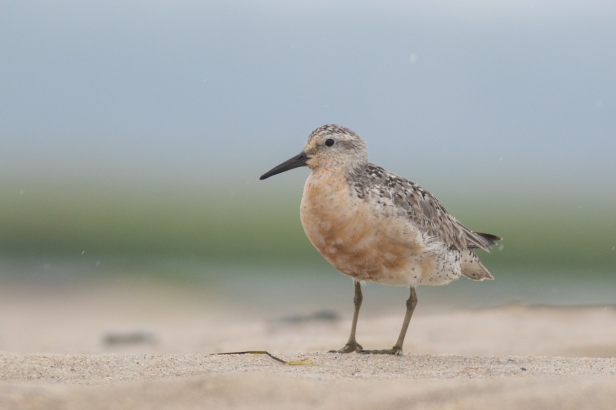 Red Knot - Nick Tepper