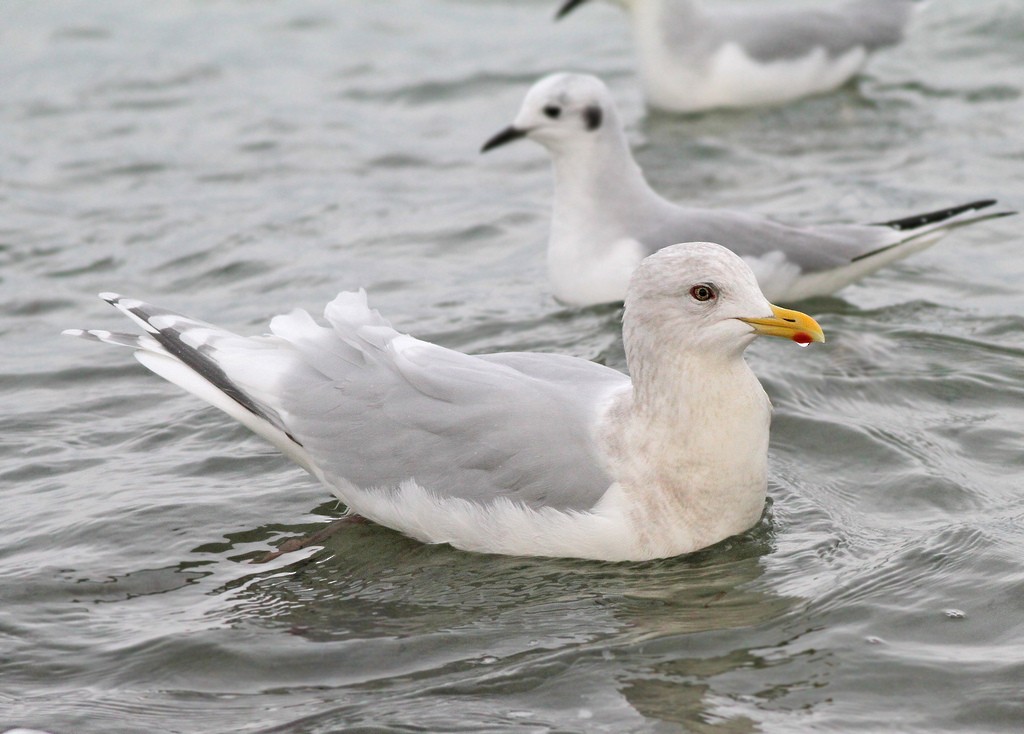 Iceland Gull (kumlieni/glaucoides) - Jeremiah Trimble