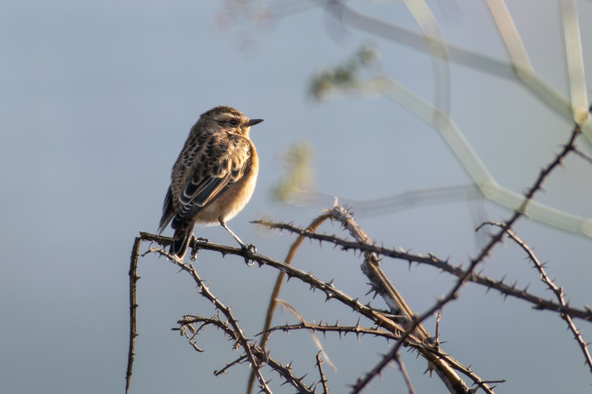 Whinchat - ML360158511