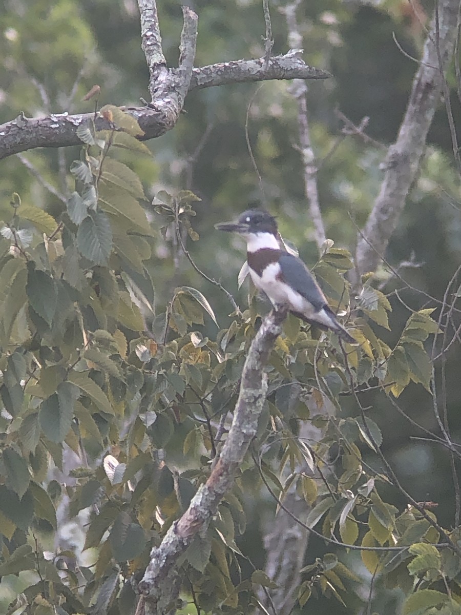 Belted Kingfisher - ML360159301