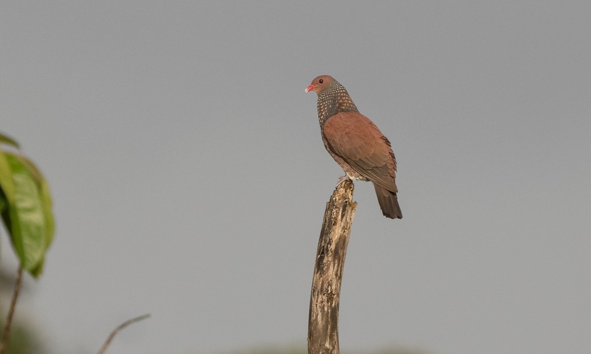 Scaled Pigeon - ML360160321