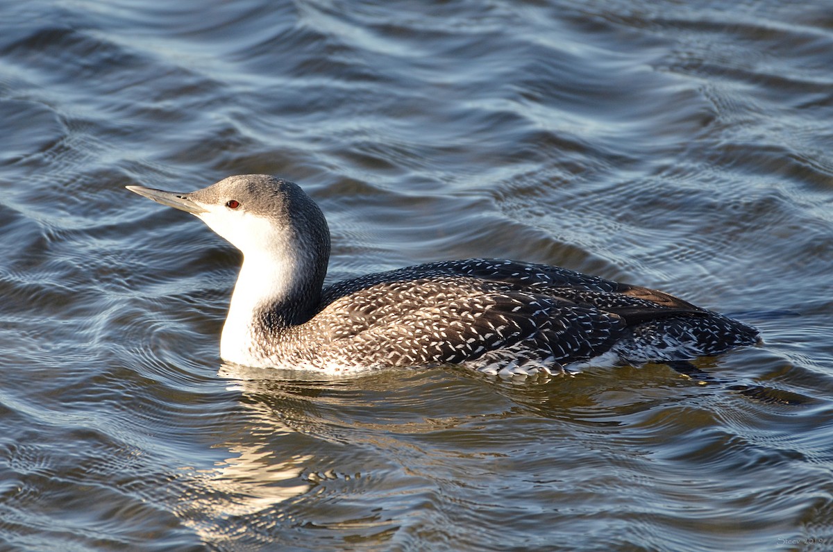 Red-throated Loon - ML360161071