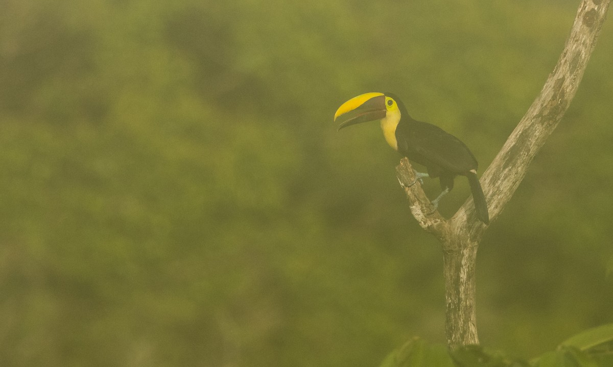 Yellow-throated Toucan (Chestnut-mandibled) - ML360162331