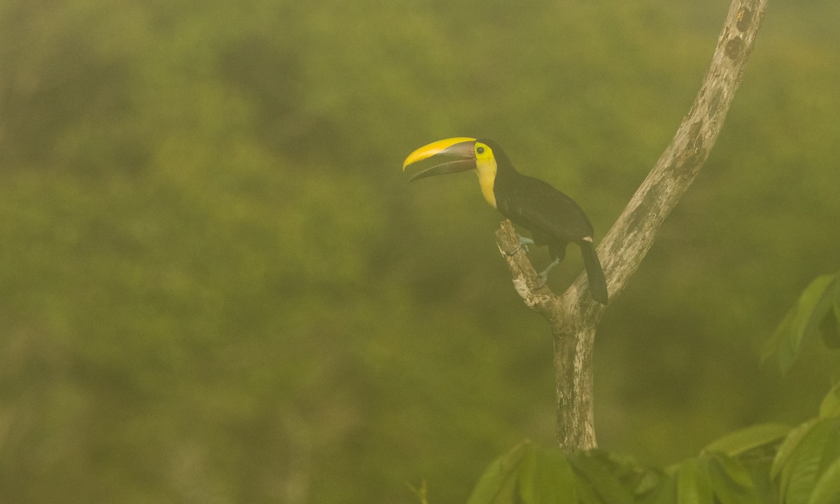 Yellow-throated Toucan (Chestnut-mandibled) - ML360162341