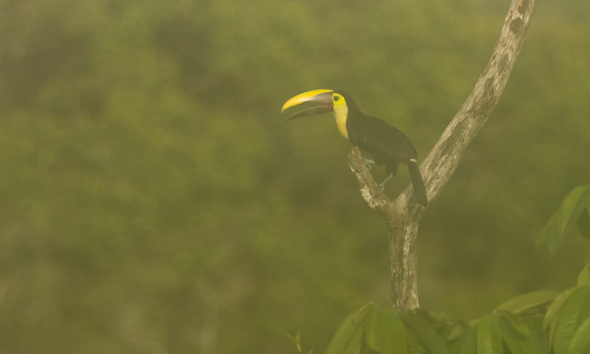 Yellow-throated Toucan (Chestnut-mandibled) - ML360162361