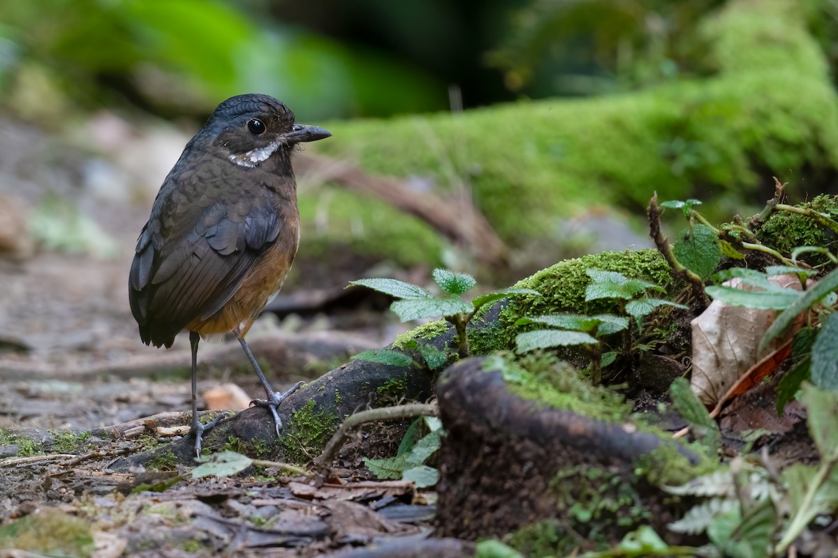 Moustached Antpitta - ML360164121